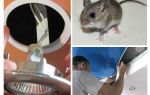 How to get rid of mice in the stretch ceiling