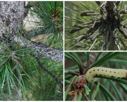 How and what to process pine from caterpillars