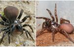 Description and photos of Australian spiders