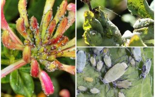 How to deal with aphids on honeysuckle folk and shopping means
