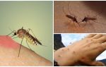Why do mosquitoes in nature