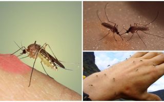 Why do mosquitoes in nature