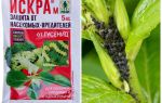 Spark aphid preparation