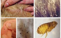 Are fleas transmitted from dog to man