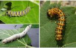 Description of caterpillars, their food and structure