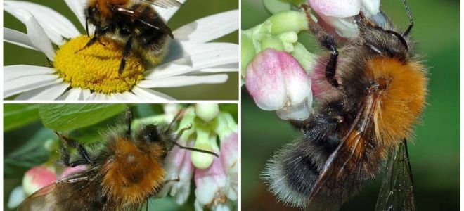 Description and photo of the city bumblebee