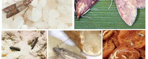 How to bring food moth in the kitchen
