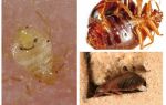 How fast bed bugs breed