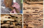How to deal with the bark beetle on fruit trees
