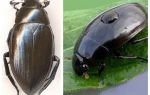 Waterborne fringed and water-loving great comparison of two species of beetles