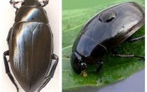 Waterborne fringed and water-loving great comparison of two species of beetles
