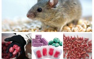 Poison for rats and mice