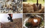 How to get ants out of the garden folk remedies