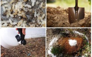 How to get ants out of the garden folk remedies