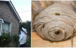 Disinsection of wasps and wasp nests
