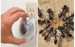 Effective ultrasonic ant repeller