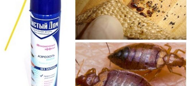 Means to clean the house from bedbugs