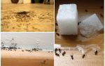 How to remove ants from an apartment at home