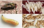 Description and photo of larvae and eggs of flies