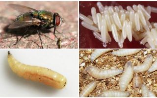 Description and photo of larvae and eggs of flies