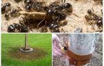 Ant traps in the trees with their own hands
