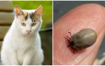 What to do if a cat is bitten by a tick