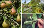 How to get rid of aphids on pear