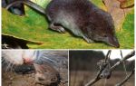 What does the shrew look like, photo and description
