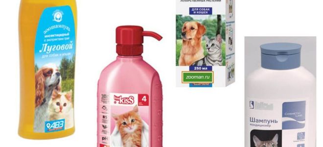 Review of the most effective means of fleas for cats