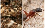 Forest red ants