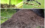 On which side of the tree ants will build an anthill