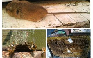 How to drive a mouse out of the hive in winter and summer