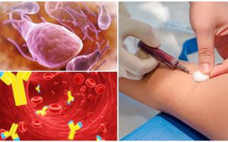 Blood test for lamblia: what, how and where to pass, cost and decoding