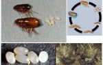 The life cycle of a flea, how the eggs and larvae of fleas look