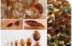 What and how to process clothes and things from bedbugs
