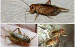 Description and photos of banana cricket