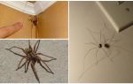 Where and why in the apartment or house a lot of spiders