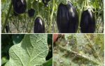 How to fight at home with aphids on eggplant