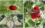 How to process a rose from spider mite