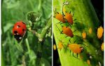 Ladybug and aphid