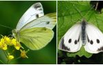 Description and photos of caterpillars and cabbage butterflies