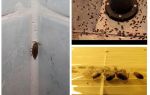 How to deal with wood lice in the bathroom and toilet