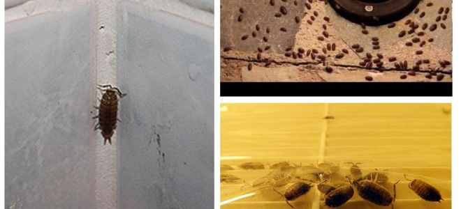 How to deal with wood lice in the bathroom and toilet