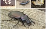 Description and photo of ground beetles