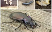 Description and photo of ground beetles