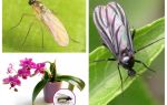 What to do if the midges are bred in the orchids