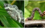 Description, name and photo of various types of caterpillars