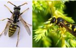 What are wasps, photos and descriptions of different types of wasps
