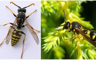 What are wasps, photos and descriptions of different types of wasps