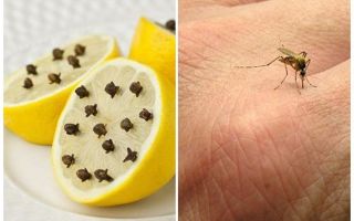 Lemon with mosquito cloves for children and adults